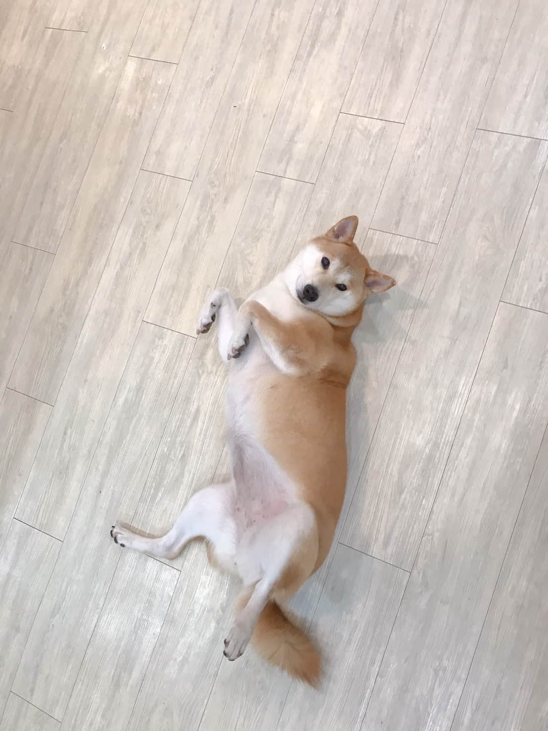 Kuri, Shiba, dog